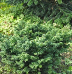 Zwerg Balsam Tanne 15-20cm - Abies Balsamea