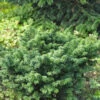 Zwerg Balsam Tanne 25-30cm - Abies Balsamea