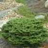 Zwerg Balsam Tanne Piccolo 15-20cm - Abies Balsamea