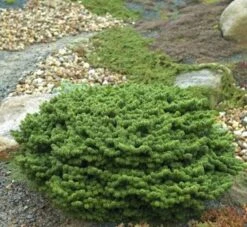 Zwerg Balsam Tanne Piccolo 25-30cm - Abies Balsamea