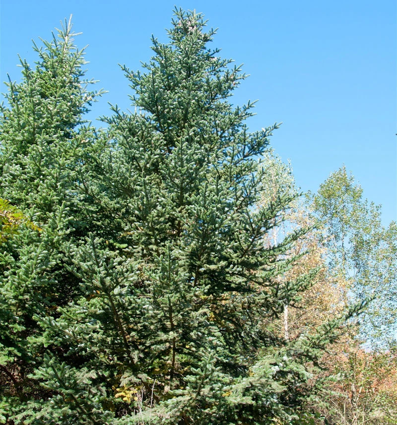 Zwerg Nikko-Tanne Ollie Hardy 25-30cm - Abies Homolepis 1 Zwerg Nikko-Tanne Ollie Hardy 25-30cm - Abies Homolepis