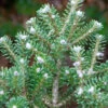 Koreatanne Diskus 50-60cm - Abies Koreacarpa