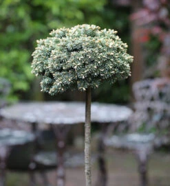 Hochstamm Koreatanne Blauer Eskimo 40-60cm - Abies Koreana