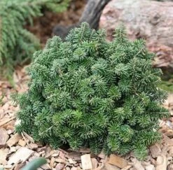 Zwerg Koreatanne Brillant 30-40cm - Abies Koreana