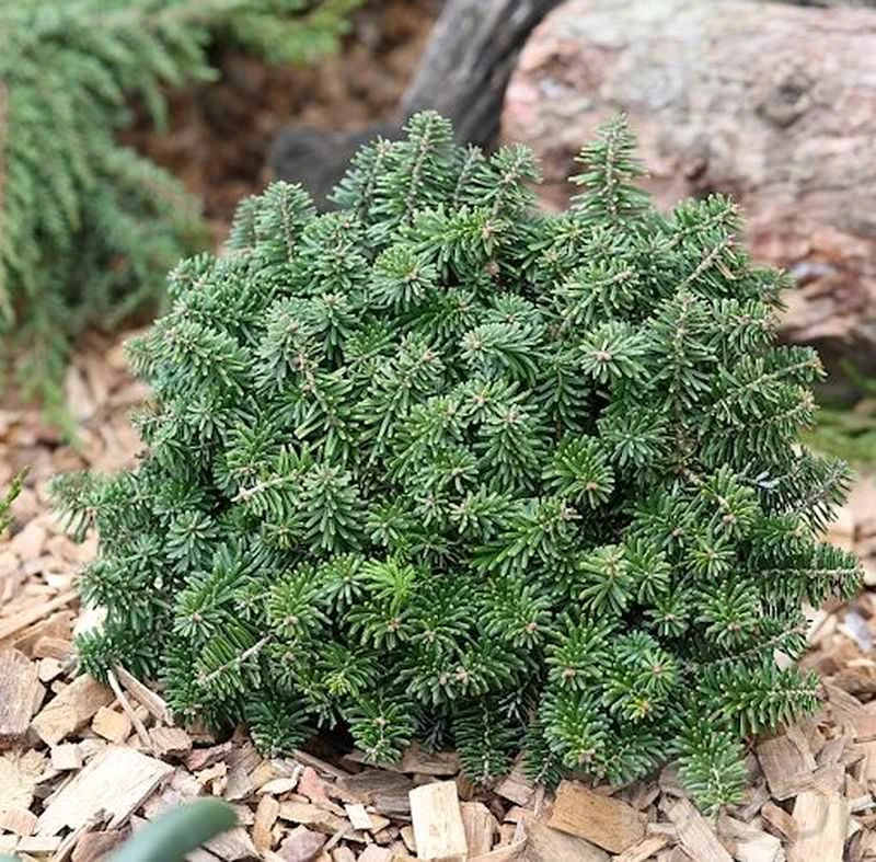 Zwerg Koreatanne Brillant 30-40cm - Abies Koreana 1 Zwerg Koreatanne Brillant 30-40cm - Abies Koreana