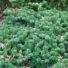 Flache Koreatanne Dark Hill 25-30cm - Abies Koreana