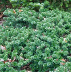 Flache Koreatanne Dark Hill 40-50cm - Abies Koreana