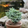 Koreatanne Kohouts Icebreaker 15-20cm - Abies Koreana