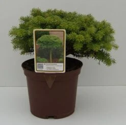 Koreatanne Kristalkugel 20-25cm - Abies Koreana