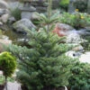 Koreatanne Molli 70-80cm - Abies Koreana