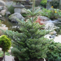 Koreatanne Molli 20-25cm - Abies Koreana