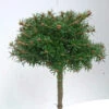 Hochstamm Koreatanne Nadelkissen 40-60cm - Abies Koreana