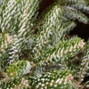 Koreatanne Silver Star 20-25cm - Abies Koreana