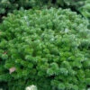 Flache Blaue Zwerg Koreatanne Tannja 25-30cm - Abies Koreana