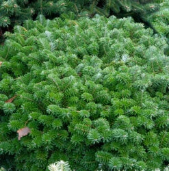 Flache Blaue Zwerg Koreatanne Tannja 25-30cm - Abies Koreana