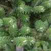 Grüne Zwerg Koreatanne Tordis 40-50cm - Abies Koreana