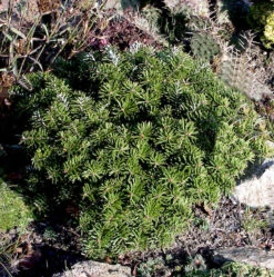 Zwerg Koreatanne Tundra 30-40cm - Abies Koreana