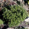 Zwerg Koreatanne Tundra 25-30cm - Abies Koreana