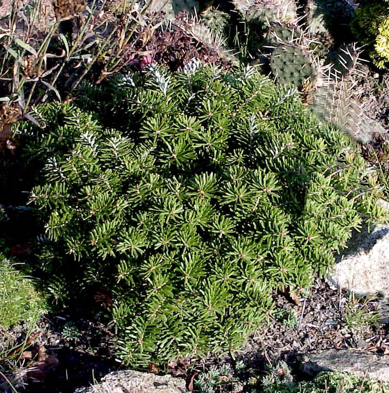 Zwerg Koreatanne Tundra 25-30cm - Abies Koreana 1 Zwerg Koreatanne Tundra 25-30cm - Abies Koreana