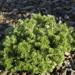 Zwerg Koreatanne Cis 20-25cm - Abies Koreana