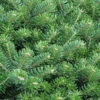 Hochstamm Zwerg Koreatanne Cis 40-60cm - Abies Koreana