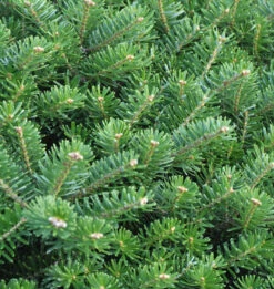 Hochstamm Zwerg Koreatanne Cis 40-60cm - Abies Koreana