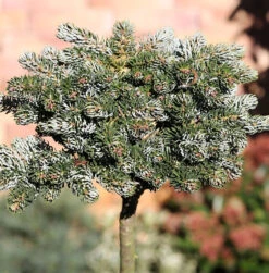 Hochstamm Koreatanne Kohouts Icebreaker 40-60cm - Abies Koreana