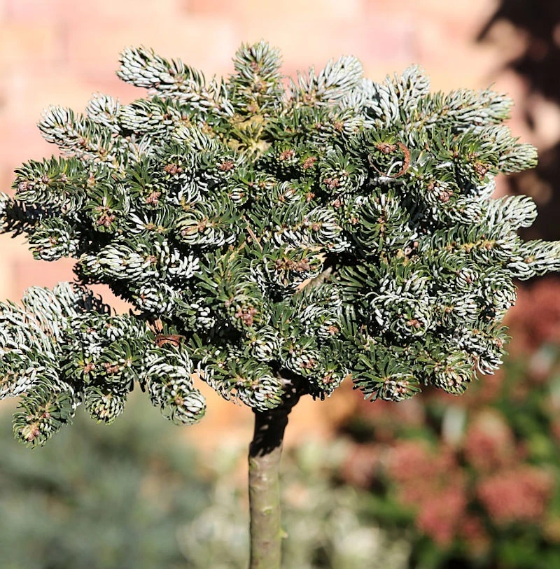 Hochstamm Koreatanne Kohouts Icebreaker 40-60cm - Abies Koreana 1 Hochstamm Koreatanne Kohouts Icebreaker 40-60cm - Abies Koreana