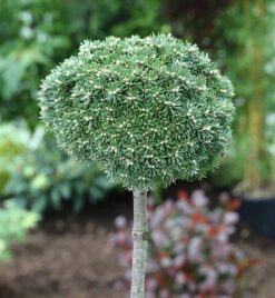 Hochstamm Zwerg Koreatanne Kristallkugel 40-60cm - Abies Koreana