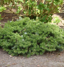 Zwerg Koreatanne 20-25cm - Abies Koreana