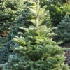Koreatanne Sämling 30-40cm - Abies Koreana