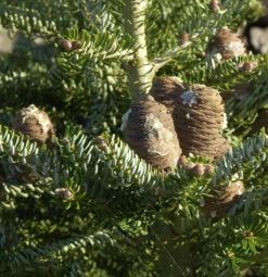 Koreatanne Silberlocke 25-30cm - Abies Koreana