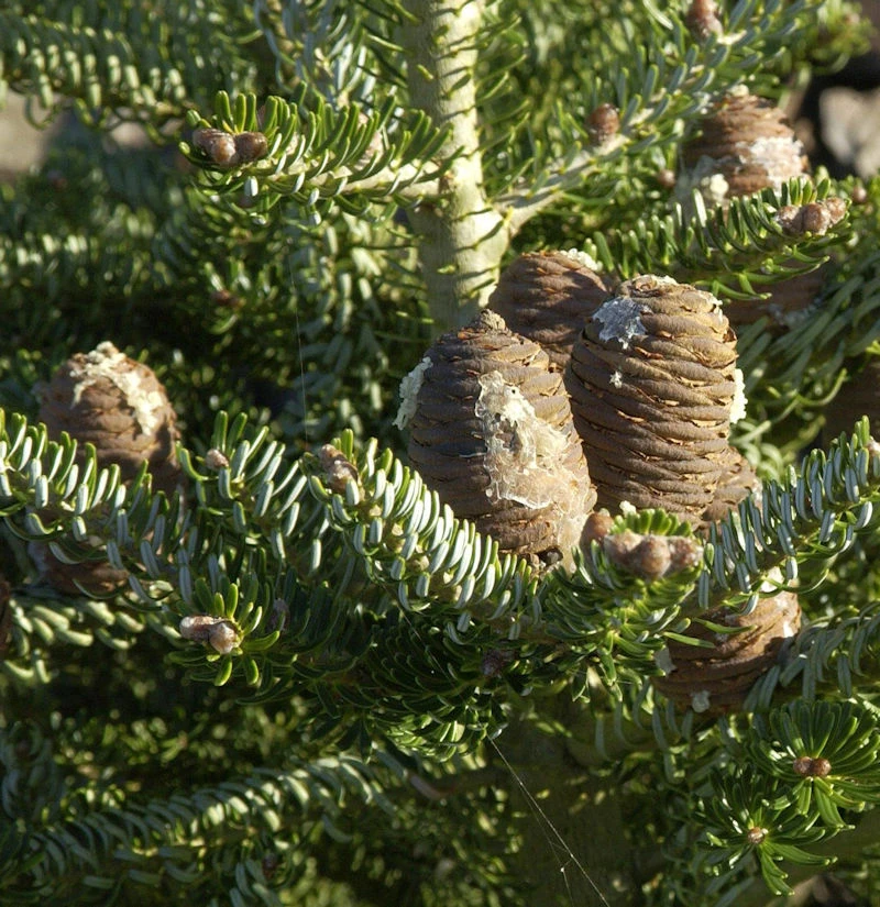 Koreatanne Silberlocke 25-30cm - Abies Koreana 1 Koreatanne Silberlocke 25-30cm - Abies Koreana