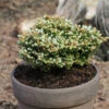 Koreatanne Silberperl 15-20cm - Abies Koreana