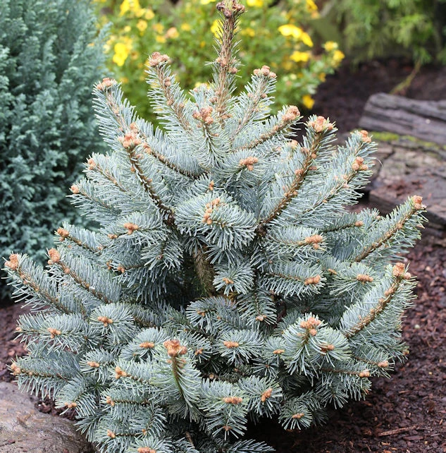 Zwergkorktanne Compacta 30-40cm - Abies Lasiocarpa 1 Zwergkorktanne Compacta 30-40cm - Abies Lasiocarpa