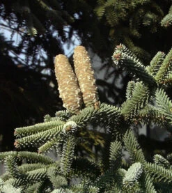 Blaue Spanische Tanne Kelleriis 50-60cm - Abies Pinsapo