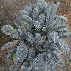 Blaue Edeltanne 25-30cm - Abies Procera