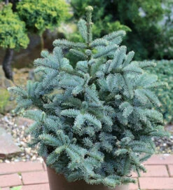 Kompakte Silbertanne Obrighoven 40-50cm - Abies Procera