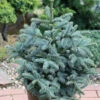 Kompakte Silbertanne Obrighoven 25-30cm - Abies Procera