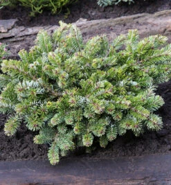 Kompakte Veitchs Tanne Heddergott 25-30cm - Abies Veitchii