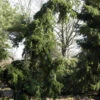 Japanische Hängetanne 50-60cm - Abies Veitchii Pendula