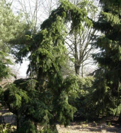 Japanische Hängetanne 50-60cm - Abies Veitchii Pendula