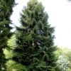 Nordmannstanne 100-125cm - Abies Nordmanniana