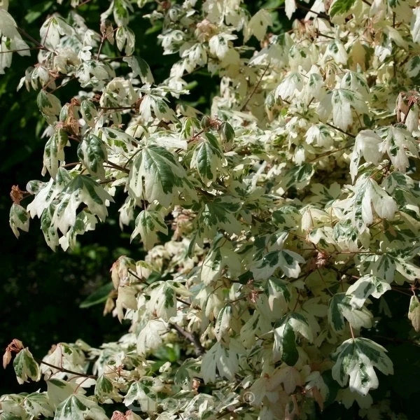 Weißbunter Feldahorn Carnival 60-80cm - Acer Campestre 1 Weißbunter Feldahorn Carnival 60-80cm - Acer Campestre