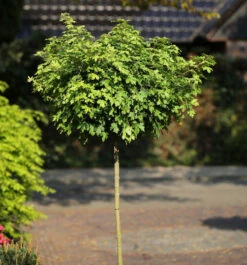 Hochstamm Kugel Feldahorn Nanum 125-150cm - Acer Campestre