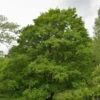Feldahorn 125-150cm - Acer Campestre