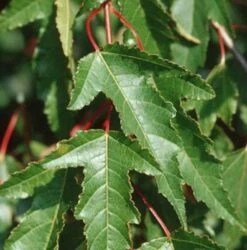 Feuer Ahorn 125-150cm - Acer Ginnala