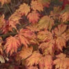 Japanischer Feuerahorn 60-80cm - Acer Japonica Aconitifolium