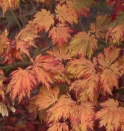 Japanischer Feuerahorn 60-80cm - Acer Japonica Aconitifolium