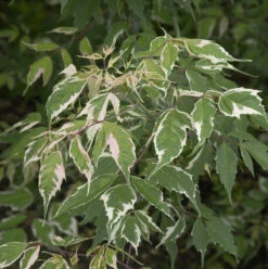 Eschen Ahorn Flamingo 125-150cm - Acer Negundo